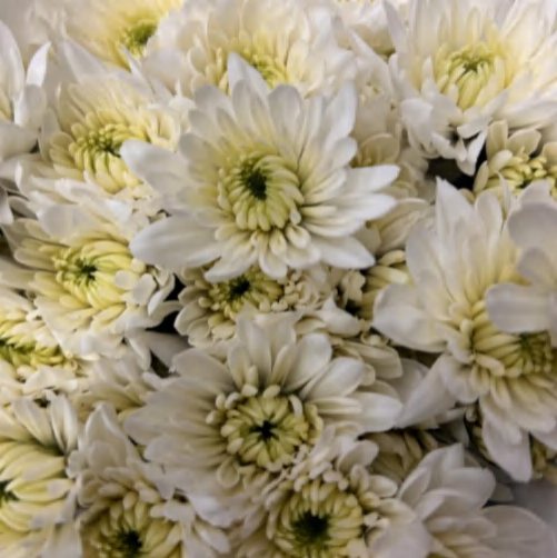 Spray Chrysanthemums No. 250