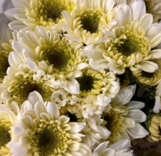 Spray Chrysanthemums No. 254