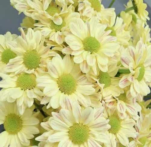 Spray Chrysanthemums No. 255