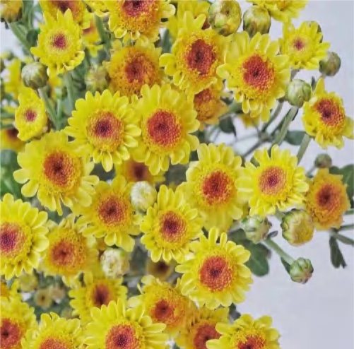 Spray Chrysanthemums No. 256