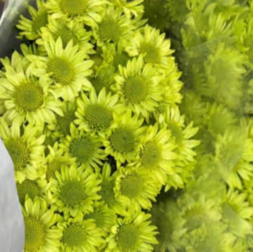 Spray Chrysanthemums No. 262