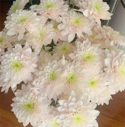 Spray Chrysanthemums No. 263