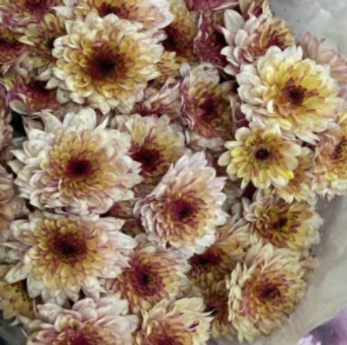 Spray Chrysanthemums No. 265