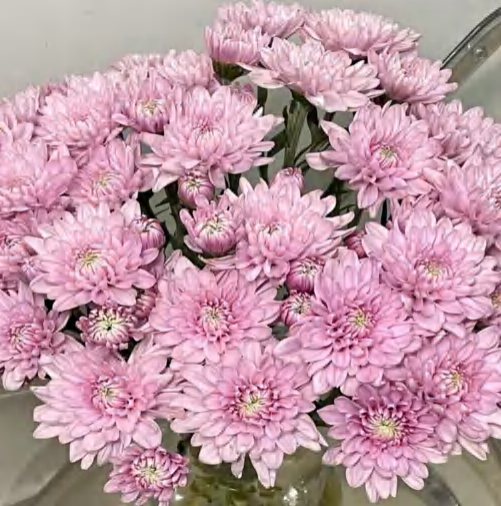 Spray Chrysanthemums No. 267