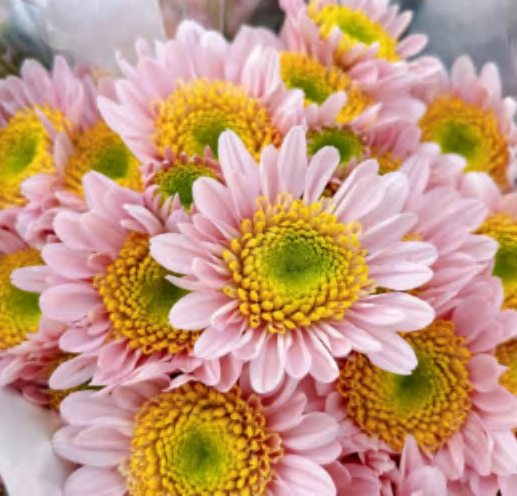 Spray Chrysanthemums No. 268