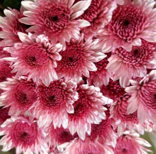 Spray Chrysanthemums No. 269