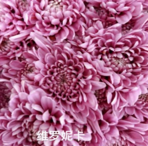 Spray Chrysanthemums No. 275