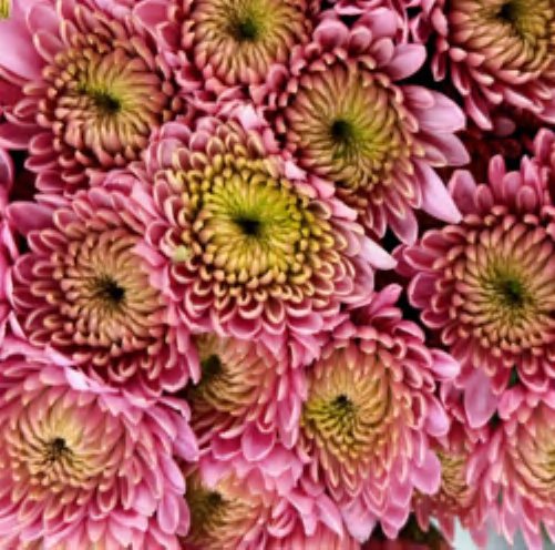 Spray Chrysanthemums No. 277