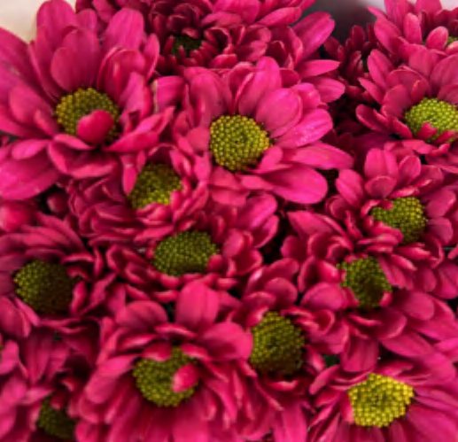 Spray Chrysanthemums No. 280