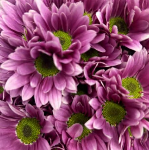 Spray Chrysanthemums No. 283