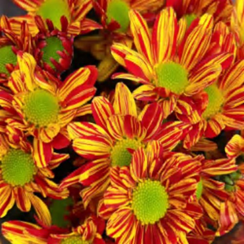 Spray Chrysanthemums No. 284