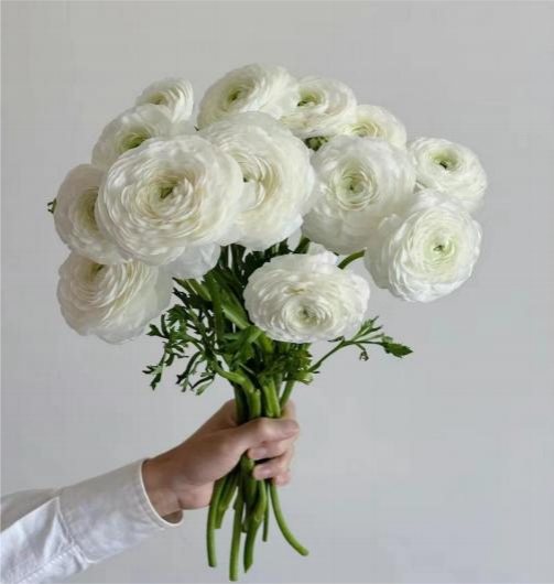 Ранункулюсы