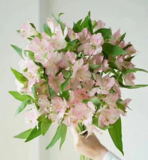 Light Pink
