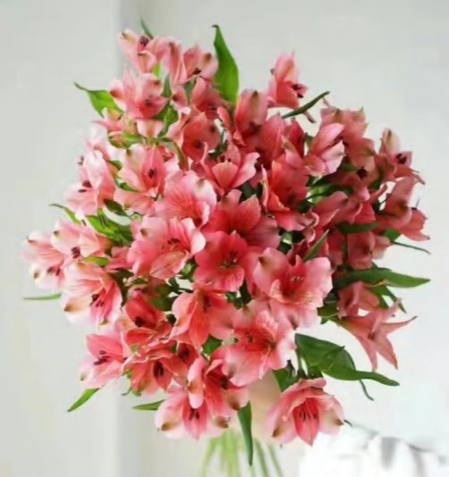 Dark Pink