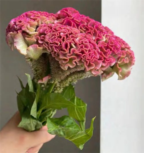 Целозия