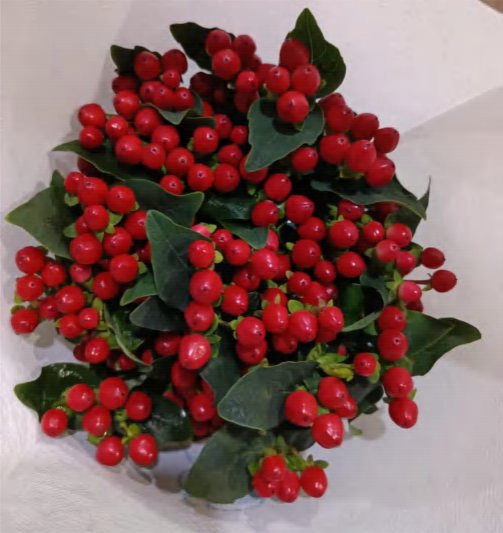 Hypericum