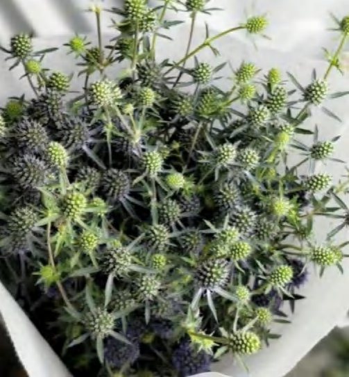 eryngium