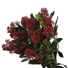 skimmia  red