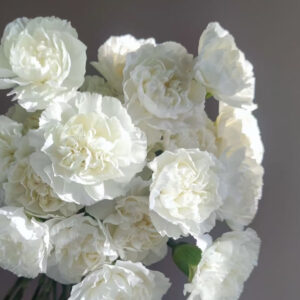 Гвоздика белая 60 см оптом из Китая