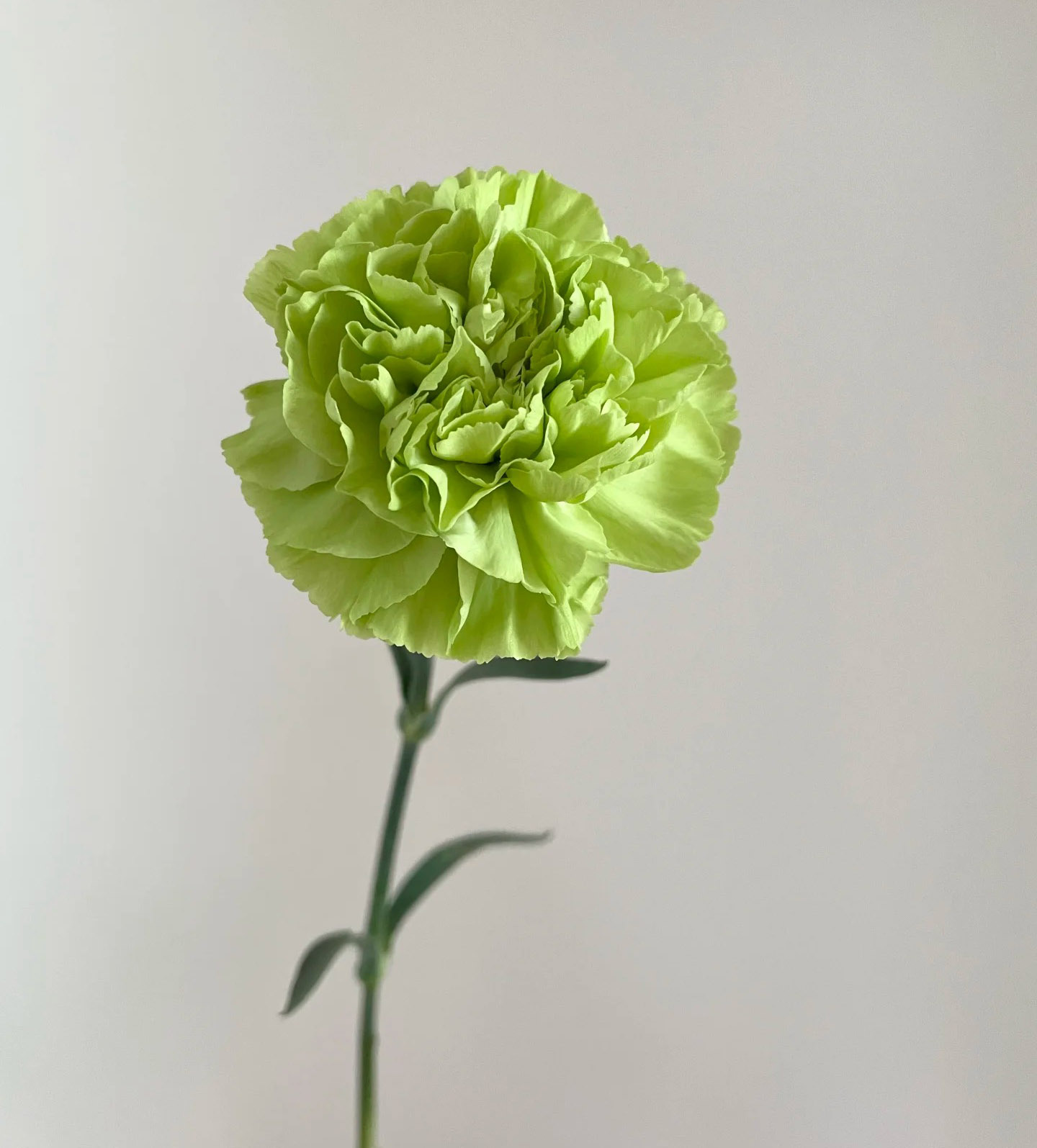 Гвоздика зелёная оптом — свежесрезанная из Китая | JohEle Flowers — изображение 3