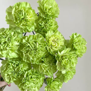 Гвоздика зелёная оптом 60 см из Китая