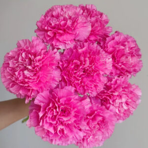 Гвоздика персиковая оптом 60 см из Китая