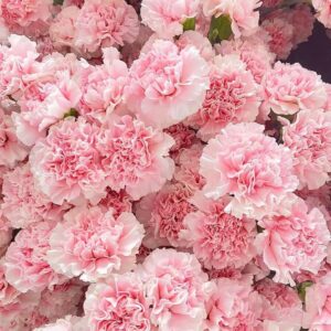 Гвоздика нежно-розовая оптом 60 см из Китая