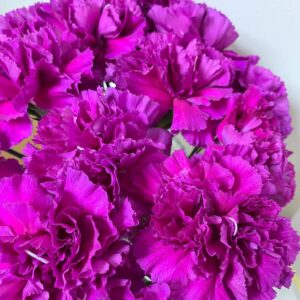Гвоздика фиолетовая оптом 60 см из Китая