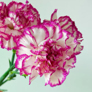 Гвоздика с фиолетовой каймой оптом 60 см из Китая