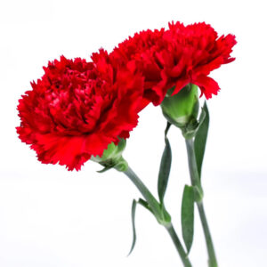 Гвоздика красная оптом 60 см из Китая