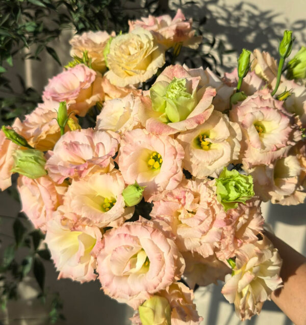 Эустома шампань 55cm оптом из Китая