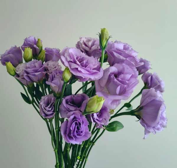 Эустома лавандовая 75cm оптом из Китая
