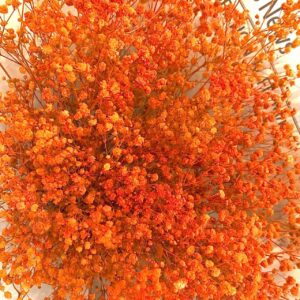 Гипсофила оранжевая оптом из Китая
