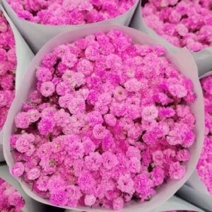 Гипсофила розовая оптом из Китая
