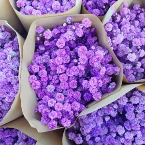 Гипсофила фиолетовая оптом из Китая