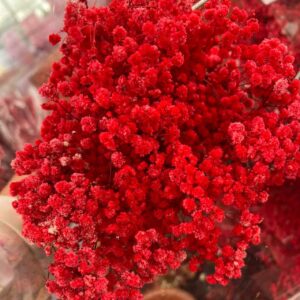 Гипсофила красная оптом из Китая