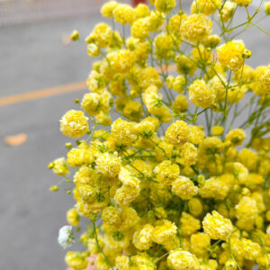 Гипсофила жёлтая оптом из Китая