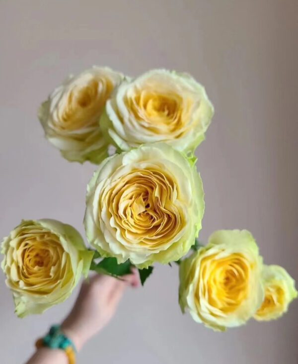 Спрей роза авокадо 75cm оптом из Китая