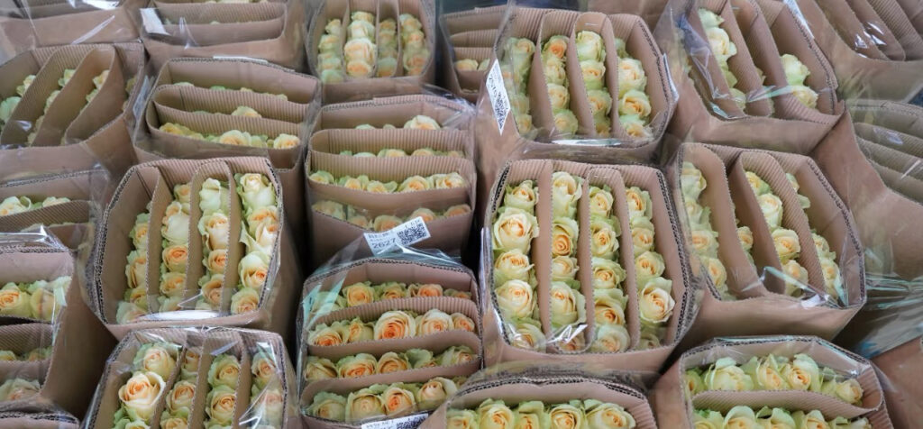 Розы оптом из Китая в Россию
